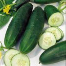 Straight Eight Cucumber Seeds 60 Vegetable Garden Non GMO Fast Growing Straight Eight Cucumber Seeds 60 Vegetable Garden Non GMO Fast Growing