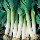 Leek Seeds 200 American Flag Vegetable Garden Heirloom Non GMO Fast Growing Leek Seeds 200 American Flag Vegetable Garden Heirloom Non GMO Fast Growing