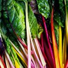Rainbow Swiss Chard Seeds 50 Ct Vegetable Garden Non GMO Fast Growing Rainbow Swiss Chard Seeds 50 Ct Vegetable Garden Non GMO Fast Growing