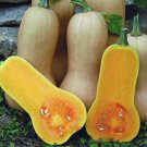 Squash Seeds Butternut Waltham 25 Ct Winter Vegetable Non GMO Fast Growing Squash Seeds Butternut Waltham 25 Ct Winter Vegetable Non GMO Fast Growing