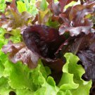 Gourmet Salad Blend Lettuce Seeds 600 Vegetable Garden Non GMO Fast Growing Gourmet Salad Blend Lettuce Seeds 600 Vegetable Garden Non GMO Fast Growing