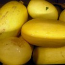 Spaghetti Squash Seeds 20 Ct Winter Vegetable Garden Heirloom Fast Growing Spaghetti Squash Seeds 20 Ct Winter Vegetable Garden Heirloom Fast Growing