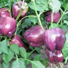 Purple Beauty Bell Pepper Seeds 30 Sweet Capsicum Annuum Vegetable Fast Growing Purple Beauty Bell Pepper Seeds 30 Sweet Capsicum Annuum Vegetable Fast Growing