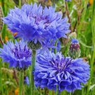 Tall Blue Cornflower Bachelor Button Seeds 200 Flower Centaurea Cyanus Fast Growing