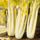Golden Pascal Celery Seeds 500 Stringless Vegetable Garden Non GMO Fast Growing