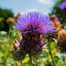 Cardoon Seeds 25 Cynara Cardunculus Vegetable Garden Non GMO Fast Growing Cardoon Seeds 25 Cynara Cardunculus Vegetable Garden Non GMO Fast Growing