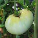 White Wonder Beefsteak Tomato Seeds 50 Ct Vegetable Heirloom Non GMO Fast Growing White Wonder Beefsteak Tomato Seeds 50 Ct Vegetable Heirloom Non GMO Fast Growing