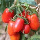 San Marzano Tomato Seeds 50 Ct Determinate Vegetable Garden Heirloom Non GMO Fast Growing San Marzano Tomato Seeds 50 Ct Determinate Vegetable Garden Heirloom Non GMO Fast Growing