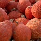 Squash Seeds Golden Hubbard 15 Ct Winter Vegetable Non GMO Fast Growing Squash Seeds Golden Hubbard 15 Ct Winter Vegetable Non GMO Fast Growing