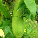 Luffa Gourd Seeds 10 Ct Sponge Vegetable Heirloom Non GMO Fast Growing Luffa Gourd Seeds 10 Ct Sponge Vegetable Heirloom Non GMO Fast Growing