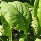 Tendergreen Mustard Seeds 500 Komatsuna Vegetable Spinach Greens Fast Growing Tendergreen Mustard Seeds 500 Komatsuna Vegetable Spinach Greens Fast Growing