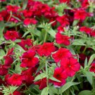 Phlox Red Drummond Flower Seeds 100 Phlox Drummondii Fragrant Heirloom Annual Fast Growing Phlox Red Drummond Flower Seeds 100 Phlox Drummondii Fragrant Heirloom Annual Fast Growing