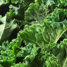 Kale 500 Seeds Dwarf Siberian Vegetable Garden Non GMO Fast Growing Kale 500 Seeds Dwarf Siberian Vegetable Garden Non GMO Fast Growing