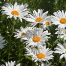 Roman Chamomile Seeds 1000 Herb Medicinal Fragrant Groundcover Perennial Fast Growing Roman Chamomile Seeds 1000 Herb Medicinal Fragrant Groundcover Perennial Fast Growing