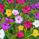 Four O Clock Seeds 50 Ct Marvel Of Peru Formula Mix Flower Mixed Colors Fast Growing Four O Clock Seeds 50 Ct Marvel Of Peru Formula Mix Flower Mixed Colors Fast Growing