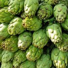 Artichoke Seeds 25 Green Globe Vegetable Garden Non GMO Fast Growing Artichoke Seeds 25 Green Globe Vegetable Garden Non GMO Fast Growing