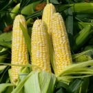 Peaches And Cream Corn Seeds 25 Ct Sweet Vegetable Garden Non GMO Fast Growing Peaches And Cream Corn Seeds 25 Ct Sweet Vegetable Garden Non GMO Fast Growing