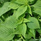 Green Shiso Seeds 50 Perilla Herb Asian Mint Cuisine Annual Fast Growing Green Shiso Seeds 50 Perilla Herb Asian Mint Cuisine Annual Fast Growing