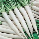 White Icicle Radish Seeds 200 Ct White Ice Vegetable Garden Heirloom Non GMO Fast Growing White Icicle Radish Seeds 200 Ct White Ice Vegetable Garden Heirloom Non GMO Fast Growing