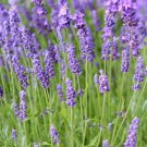 English Lavender Seeds 100 Herb Fragrant Scent Heirloom Fast Growing English Lavender Seeds 100 Herb Fragrant Scent Heirloom Fast Growing