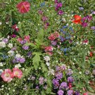 Partial Shade Wildflower Mix Seeds 200 Colorful Mixture Annual Perennial Fast Growing Partial Shade Wildflower Mix Seeds 200 Colorful Mixture Annual Perennial Fast Growing