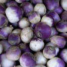 Rutabaga Seeds 500 American Purple Top Vegetable Non GMO Heirloom Fast Growing Rutabaga Seeds 500 American Purple Top Vegetable Non GMO Heirloom Fast Growing