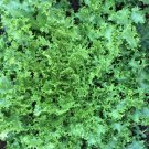 Endive Green Curled Ruffec Seeds 500 Vegetable Garden Non GMO Fast Growing Endive Green Curled Ruffec Seeds 500 Vegetable Garden Non GMO Fast Growing