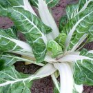 Swiss Chard Large White Ribbed Seeds 100 Ct Heirloom Non GMO Fast Growing Swiss Chard Large White Ribbed Seeds 100 Ct Heirloom Non GMO Fast Growing