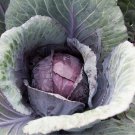 Red Acre Cabbage Seeds 500 Vegetable Garden Non GMO  Fast Growing