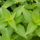 Mrs Burns Lemon Basil Seeds 300 Citrus Herb Ocimum Basilicum Fast Growing Mrs Burns Lemon Basil Seeds 300 Citrus Herb Ocimum Basilicum Fast Growing