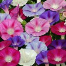 Morning Glory Mixed Seeds 50 Flower Climbing Vines Fast Growing