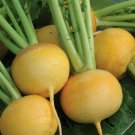 Golden Ball Turnip Seeds 1000 Vegetable Garden Non GMO Heirloom Fast Growing Golden Ball Turnip Seeds 1000 Vegetable Garden Non GMO Heirloom Fast Growing