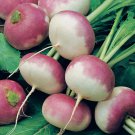 Purple Top Turnip Seeds 1000 White Globe Vegetable Non GMO Fast Growing Purple Top Turnip Seeds 1000 White Globe Vegetable Non GMO Fast Growing