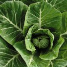 Collard Vates Seeds 500 Greens Vegetable Non GMO Heirloom Fast Growing Collard Vates Seeds 500 Greens Vegetable Non GMO Heirloom Fast Growing