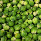 Brussel Sprouts Long Island Seeds 500 Vegetable Non GMO Heirloom Fast Growing Brussel Sprouts Long Island Seeds 500 Vegetable Non GMO Heirloom Fast Growing