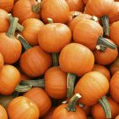 Pumpkin Seeds Sugar Pie 20 Ct Vegetable Garden Non GMO Annual Fast Growing