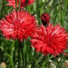 Tall Red Cornflower Bachelor Button Seeds 200 Flower  Fast Growing