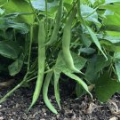 Improved Tendergreen Bean Seeds 50 Bush Stringless Green Vegetable Garden Fast Growing Improved Tendergreen Bean Seeds 50 Bush Stringless Green Vegetable Garden Fast Growing