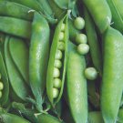 Lincoln Pea Seeds 25 Ct Bush Pea Pod Vegetable Garden Non GMO Heirloom Fast Growing
