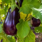 Florida Market Eggplant Seeds 100 High Bush Vegetable Heirloom Non GMO Fast Growing Florida Market Eggplant Seeds 100 High Bush Vegetable Heirloom Non GMO Fast Growing