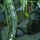 Pasilla Bajio Hot Pepper Seeds 50 Vegetable Non GMO Heirloom Fast Growing Pasilla Bajio Hot Pepper Seeds 50 Vegetable Non GMO Heirloom Fast Growing