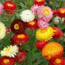 Strawflower Tall Double Mix Seeds 200 Cut Flower Mixed Colors Fast Growing Strawflower Tall Double Mix Seeds 200 Cut Flower Mixed Colors Fast Growing