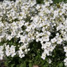 White Alpine Rockcress Seeds 200 Flower Arabis Alpina Perennial Ground Cover Fast Growing White Alpine Rockcress Seeds 200 Flower Arabis Alpina Perennial Ground Cover Fast Growing