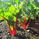 Ruby Red Swiss Chard Seeds 50 Ct Vegetable Garden Heirloom Non GMO Fast Growing Ruby Red Swiss Chard Seeds 50 Ct Vegetable Garden Heirloom Non GMO Fast Growing