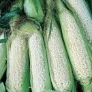 Country Gentleman White Corn Seeds 25 Ct Sweet Vegetable Garden Heirloom Fast Growing Country Gentleman White Corn Seeds 25 Ct Sweet Vegetable Garden Heirloom Fast Growing
