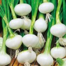 Crystal White Wax Onion Seeds 200 Vegetable Garden Non GMO Fast Growing Crystal White Wax Onion Seeds 200 Vegetable Garden Non GMO Fast Growing