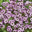 Bird S Eyes Gilia Tricolor Seeds 500 Annual Flower Hummingbirds Fast Growing