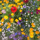 Deer Resistant Wildflower Mix Seeds 200 Colorful Coneflower Ree S&H Fast Growing Deer Resistant Wildflower Mix Seeds 200 Colorful Coneflower Ree S&H Fast Growing