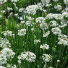 Garlic Chives Seeds 200 Herb Vegetable Garden Non GMO Fast Growing Garlic Chives Seeds 200 Herb Vegetable Garden Non GMO Fast Growing