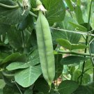 Early Frosty Pea Seeds 25 Ct Green Pod Vegetable Garden Heirloom Non GMO Fast Growing Early Frosty Pea Seeds 25 Ct Green Pod Vegetable Garden Heirloom Non GMO Fast Growing